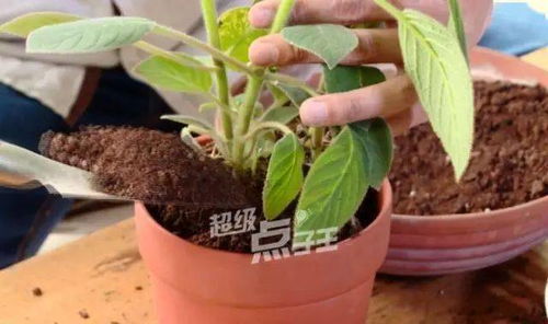花盆底下那個(gè)放點(diǎn)什么能養花