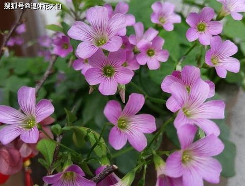 隔夜茶怎不能養花