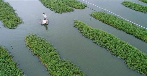 用化肥怎么養花鰱