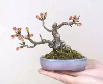 不宜室內養花