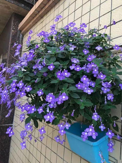 水養花如何除蟲(chóng)