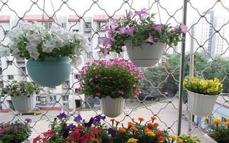 鋸屑養花要注意些什么