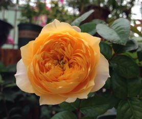 送喜歡養花的朋友一段話(huà)