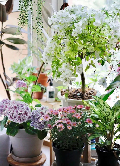 沈陽(yáng)人喜歡養花