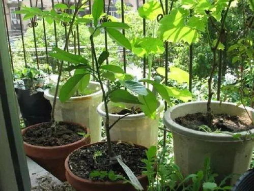 米水可以養花嗎