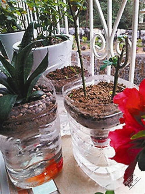 養花花盆加什么