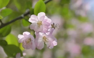 種花養花作文