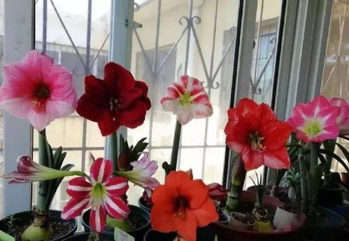夏季怎樣養花水不臭