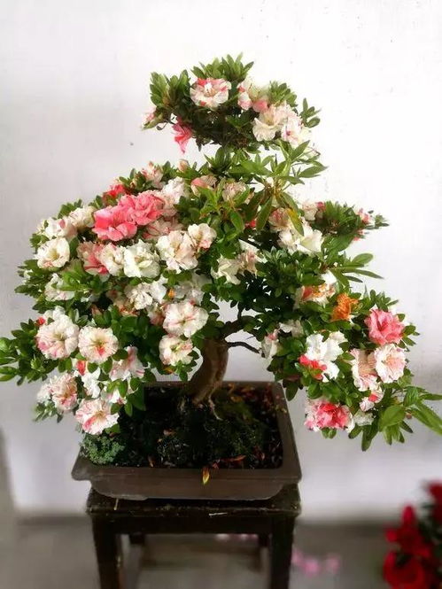養花時(shí)的扣水是什么意思
