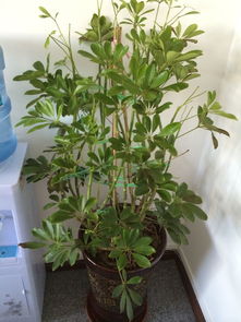養花枝干中間發(fā)黑枯死