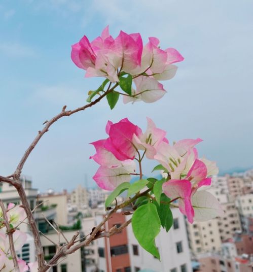 老人養(yǎng)養(yǎng)花種種草的說(shuō)說(shuō)