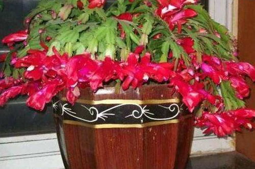 屬鼠人家里養花放什么位置好