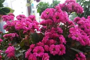 長(cháng)壽花的養花經(jīng)驗
