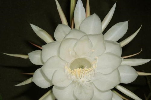 家養花吉祥