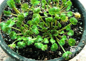 珍珠巖養花有什么用處