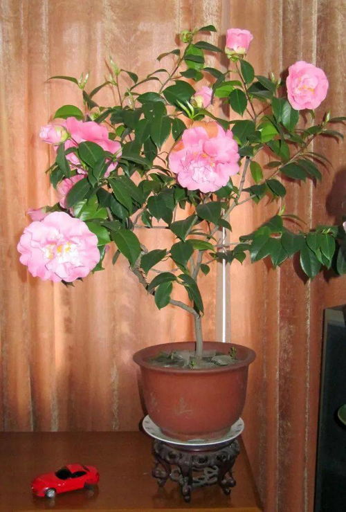 五行屬什么的人不適合養花