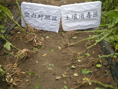 養花的泥土如何消毒