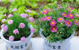 用銀杏葉當肥養花