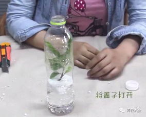 泡沫怎么改造成養花
