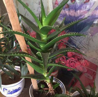 養花的好處與壞處