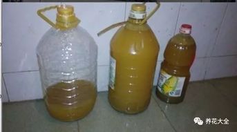 磨豆漿豆渣可以養花嗎