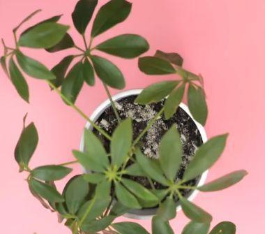 燃燒過(guò)的蚊香灰能養花嗎