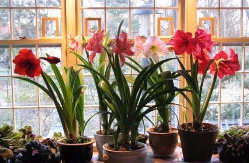 封閉陽(yáng)臺通風(fēng)養花