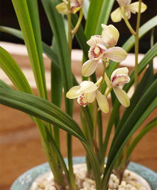 茶葉殘渣能否養花