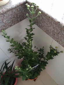 對養花的熱愛(ài)