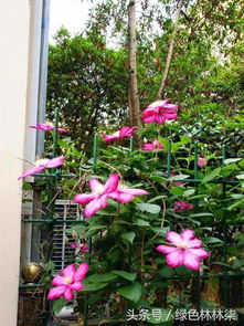 我愛(ài)花.所以也愛(ài)養花