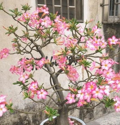 我的爺爺愛(ài)養花