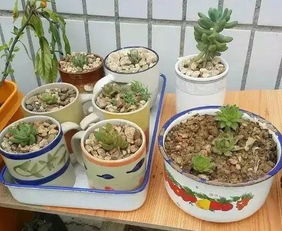 沒(méi)洞的砂鍋能養花嗎