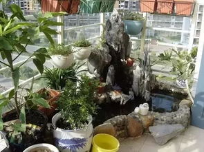 陽(yáng)臺養花魚(yú)菜