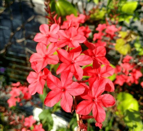 什么溫度可以養花
