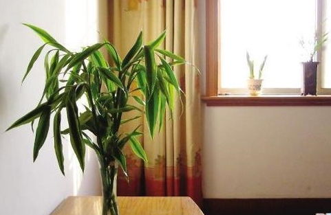 房間養花出現黑色毛毛蟲(chóng)