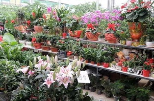 家養花耐寒的是什么花