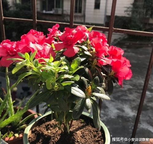 用泡蘋(píng)果的水養花好嗎