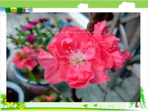 養花課堂活動(dòng)計劃