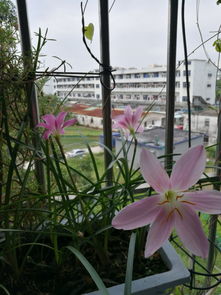 我的業(yè)余愛(ài)好養花作文