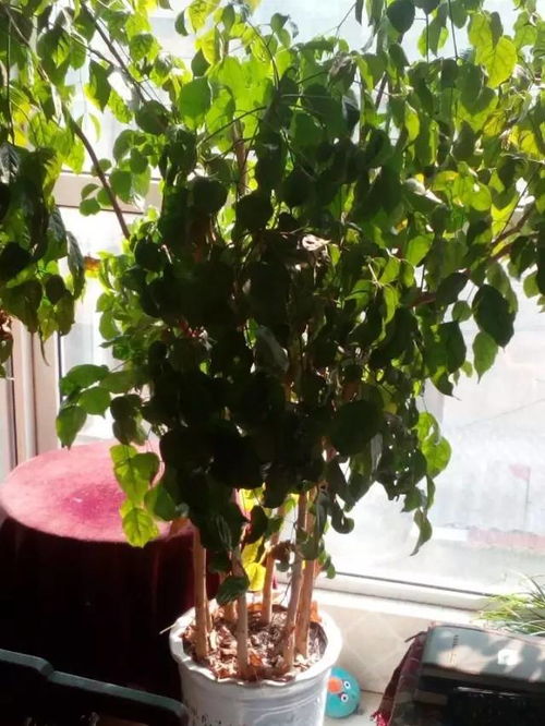 夢(mèng)見(jiàn)養花花草草