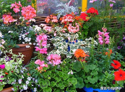 機制炭和木炭哪個(gè)能養花