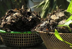 腐熟的楊樹(shù)葉養花