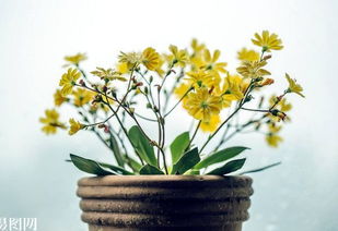 什么中藥養花好