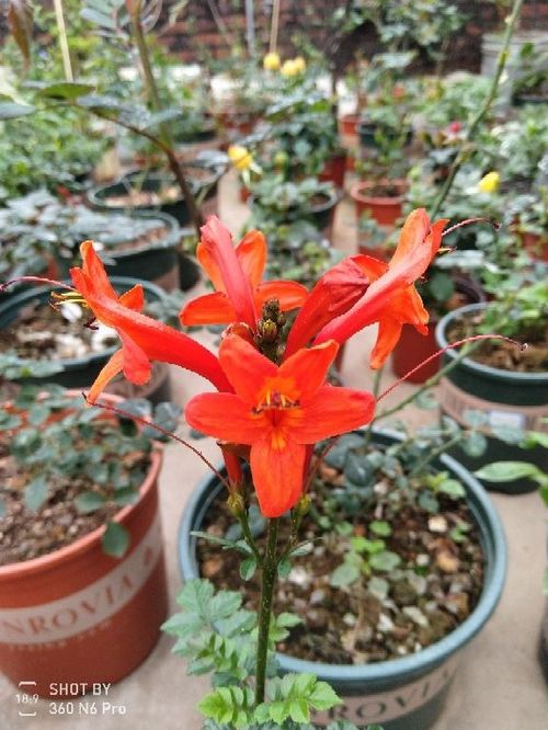 養花朋友關(guān)系