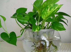 養花能不能倒鹽