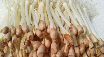 家里養花生膩蟲(chóng)怎么辦6