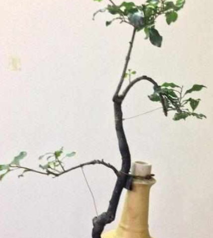 百度酒瓶養花吧