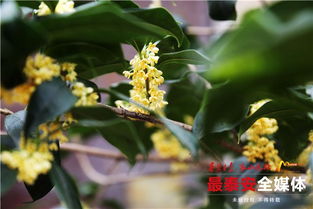 泰安樓德農村養花匠