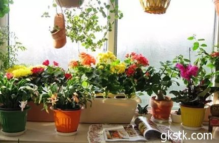 窗臺養花好嗎