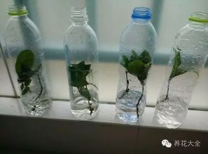 大桶裝水瓶養花